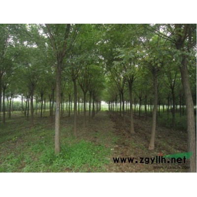 山东供应国槐，优质国槐供应/山东供应国槐，优质国槐价格