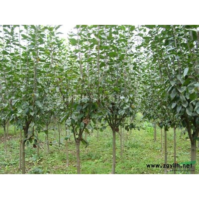 长期供应：樱花，西府海棠，红叶碧桃，青叶碧桃，龙柱碧桃，