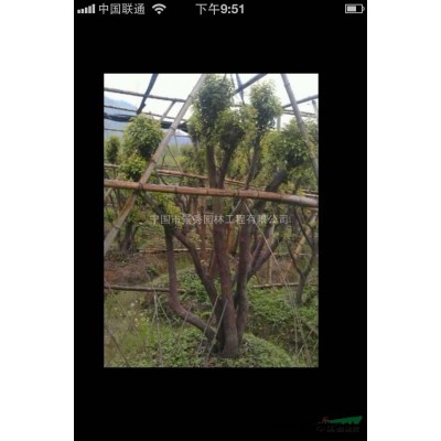 供应8-10公分原始野生杜鹃