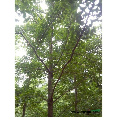银杏实生苗 嫁接苗