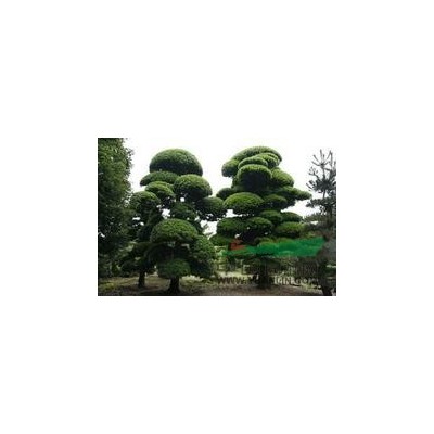 不同规格的香樟