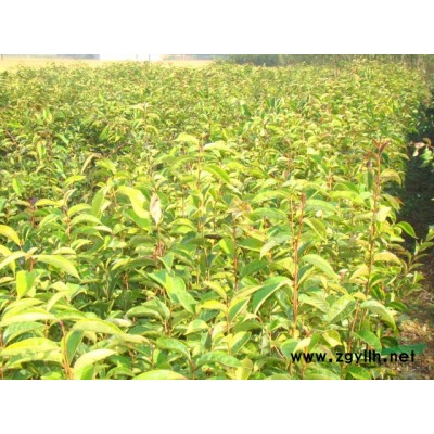 红花大果油茶苗