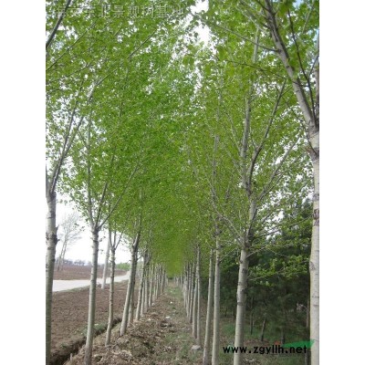 樟子松银中杨青白芊水曲柳五角枫臭李子核桃楸椴树蒙古栎