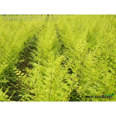 供应中华金叶榆，金叶榆