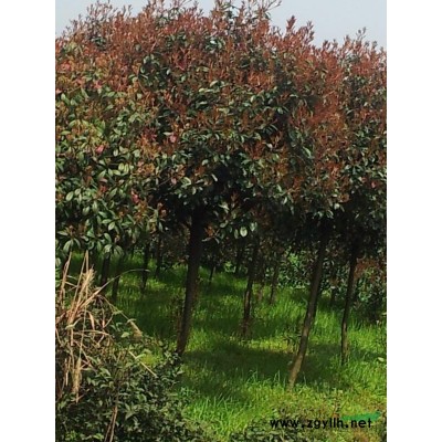 7-9公分高杆红叶石楠树苗