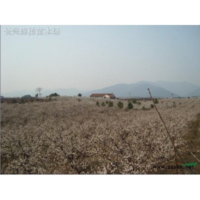 水杉、水杉树、3公分水杉；3-12公分水杉；3-12cm水杉