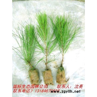 桤木苗、枫香、湿地松容器苗