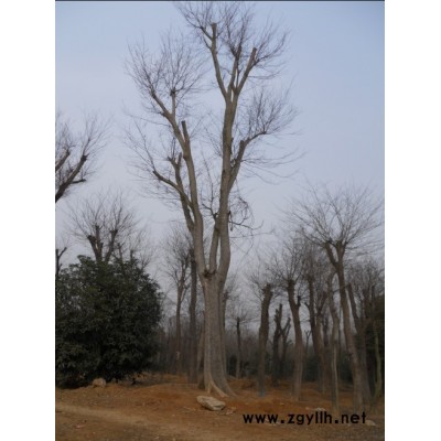 朴树，榉树，香樟，黄连木，三角枫