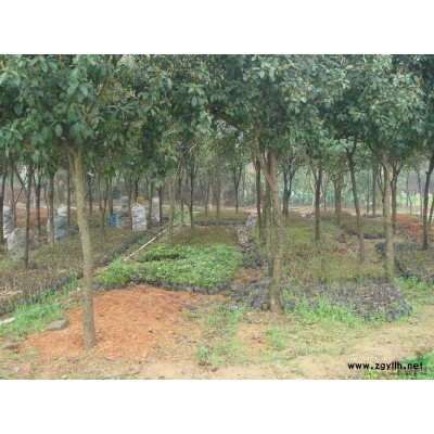 基地到期，40--200元处理4万株5—10公分四季桂