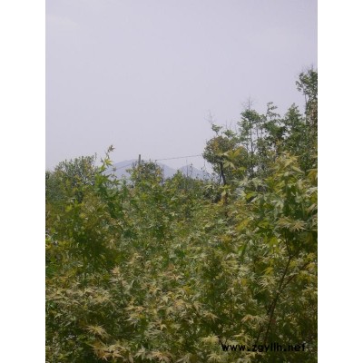 常年供榉树、朴树、栾树朴树