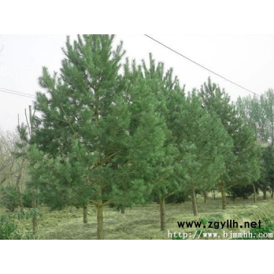 油松，白皮松