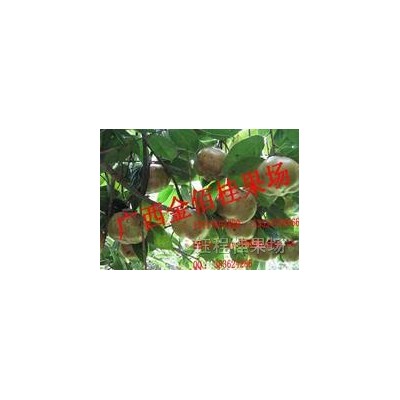 大果红山茶|大果红花油茶苗|大果红花油茶种子|生态旅游油茶