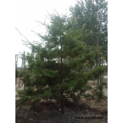 华山松、白皮松及槐树