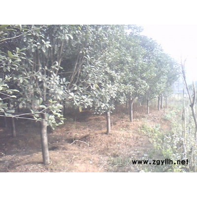 桂花树、银杏树、香樟树、各种树苗