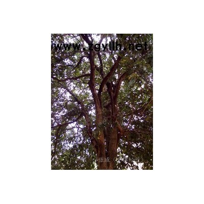 60多年的桂花树