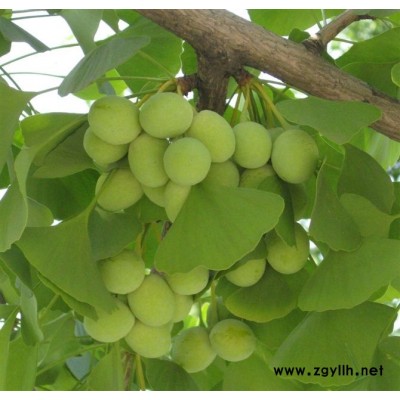 金叶榆,油松,五角枫,山杏,丁香银杏树