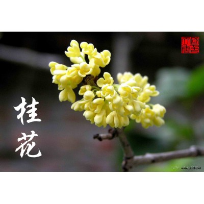 桂花 腊梅 大树