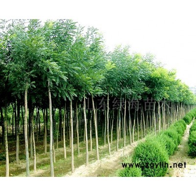 国槐.白蜡.法桐.合欢.椿树.１０７杨.梧桐.刺槐.柳树