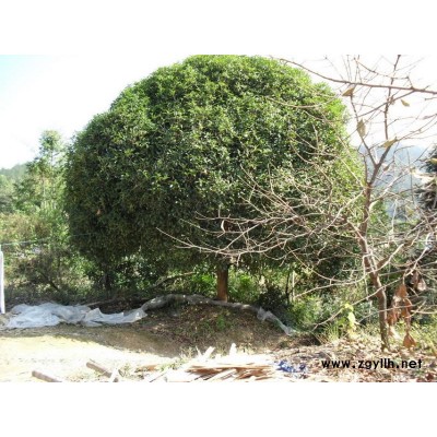 香樟，紫薇，大桂花，马尾松，黑松，朴树，榉树