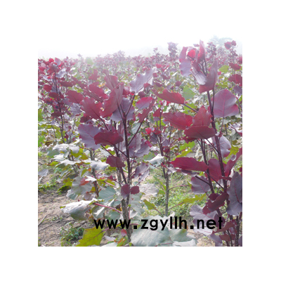 连云港林润红叶杨（培育基地）