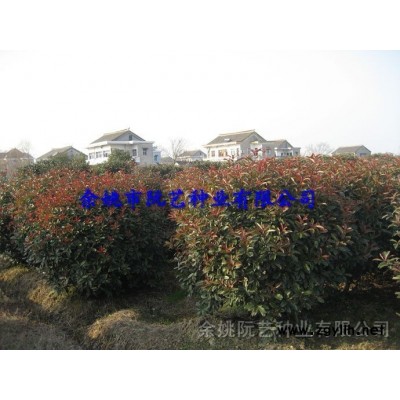 红叶石楠独杆，红叶石楠单杆，单杆红叶石楠