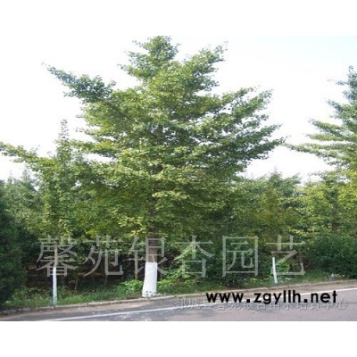 长期供应3--60公分银杏树
