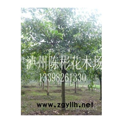 黄葛树黄桷树，泸州黄葛树报价，四川黄葛树报价单