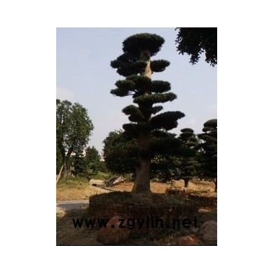 罗汉松,银杏，紫薇等等