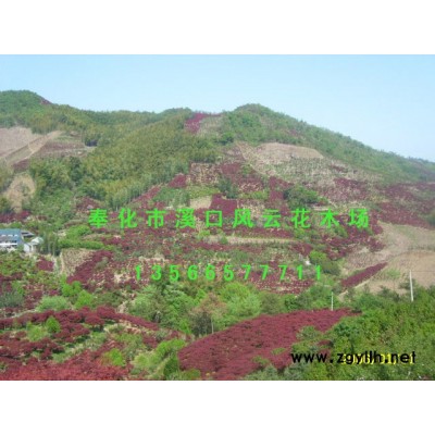 红枫之乡、中国樱花之乡、五针松基地