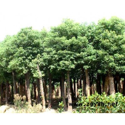 香樟树、榕树等各类绿化苗木
