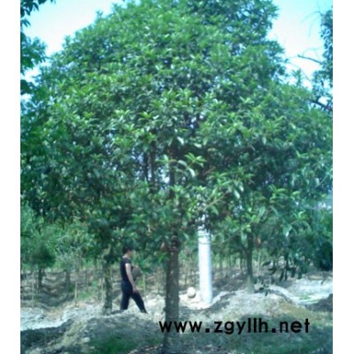 桂花,香樟,广玉兰