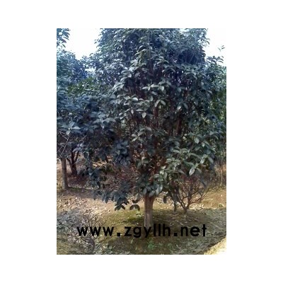 大叶女贞、高干石楠、香樟、广玉兰、紫薇、桂花、