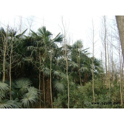 棕榈树高3m左右、银杏树、杜种树5m左右,￠20cm.