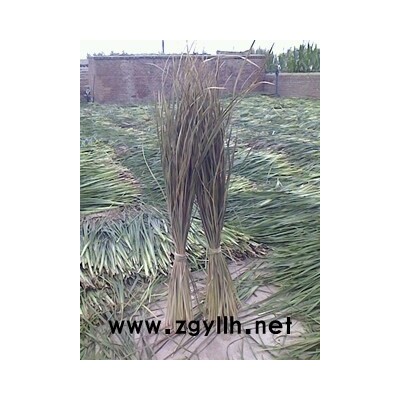 出售干马莲  大量出售