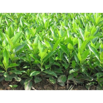 法国冬青（青珊瑚）