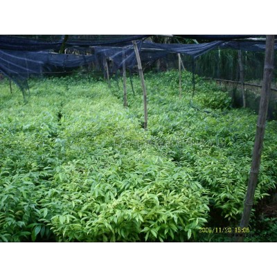 新采优质)沉香种子,沉香苗.沉香树.黄花梨苗.