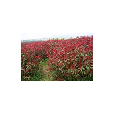 红叶石楠和大规格雪松