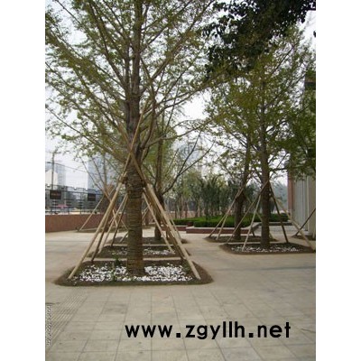 各种树形 银杏树