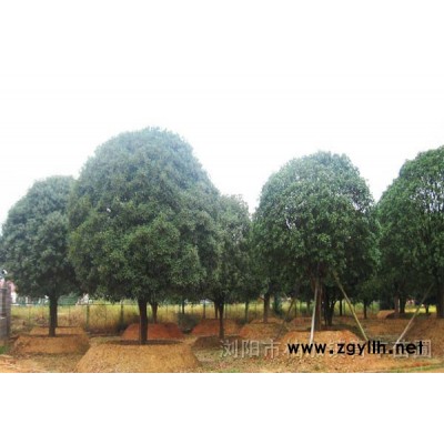 杜鹃、杜英、 罗汉松