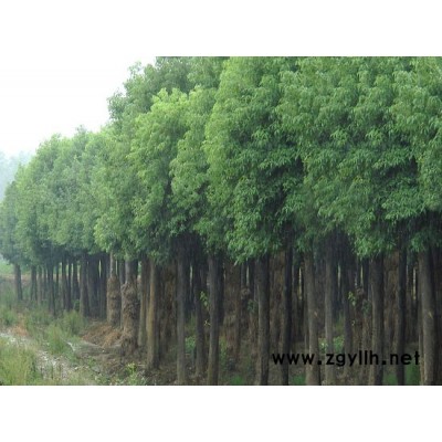 骨架移栽香樟优价供应