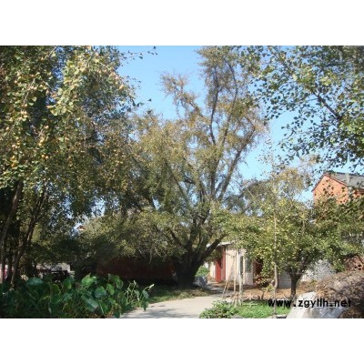 百年银杏树一颗