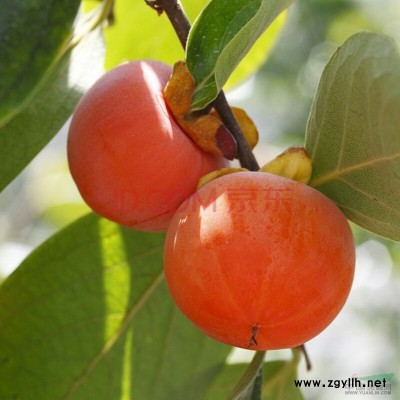 石榴树0.8到30公分
