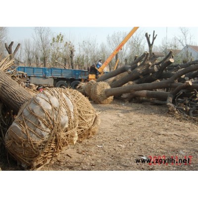 金叶榆、国槐、、直柳、臭椿