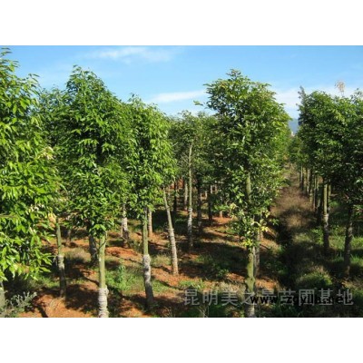 天竺桂,小叶榕,香樟