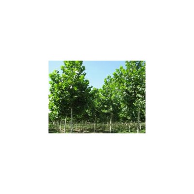 法桐、白蜡、紫叶李