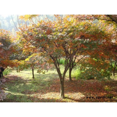 樱花、海棠、玉兰、羽毛枫、五针松