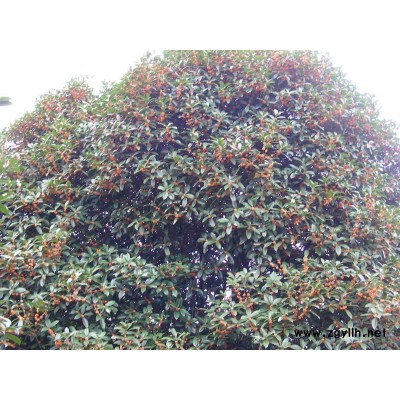 蓝花楹越冬苗