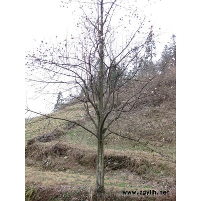 红黄白紫广玉兰