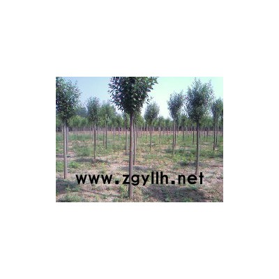 法桐，大叶女贞，红玉兰，雪松