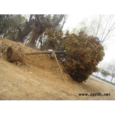 辛夷，红，黄，白，紫玉兰二乔玉兰，杜仲